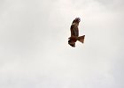 Aziatische Wespendief (Crested honey buzzard) (juveniel) - Hustai Nuruu 08-08-2016 (2)